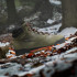 Туристичні черевики adidas TERREX SNOWPITCH COLD.RDY  (АРТИКУЛ:IH3665)